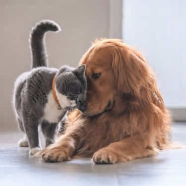 a cat and dog